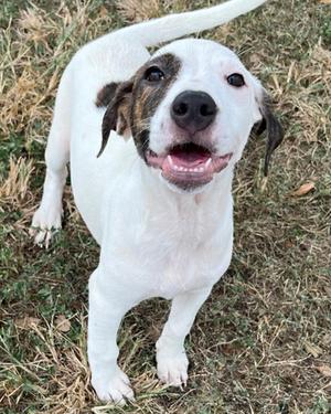 Debs, Terrier Mix, puppy, available for adoption