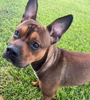 Bilbo Baggins, Bulldog Mix, young, available for adoption