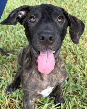 Barclay, Terrier Mix, puppy, available for adoption