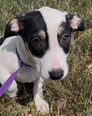 Ally, Terrier Mix, puppy, available for adoption