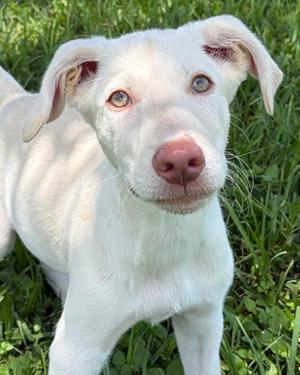 Arnold, Siberian Husky and Poodle - Standard, puppy, available for adoption
