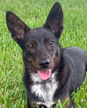 Emerald, German Shepherd Dog and Belgian Malinois, young, available for adoption
