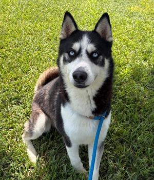 Sully, Siberian Husky Mix, young, available for adoption