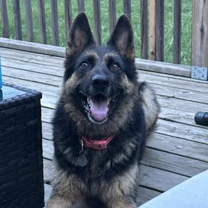 Layla, German Shepherd Dog, adult, available for adoption