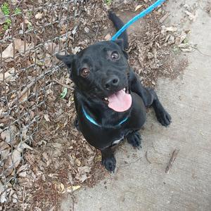 A black dog with a blue collar and leash, sitting on a concrete surface with leaves and dirt around it, looking up with its tongue out.