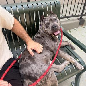 Bruno, Pit Bull Terrier, adult, available for adoption