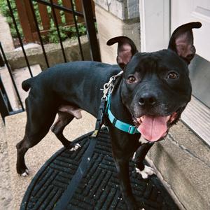 Atticus, Bulldog, American, adult, available for adoption