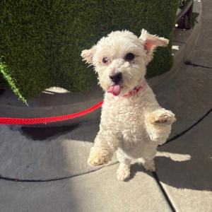 Osi, Poodle, adult, available for adoption