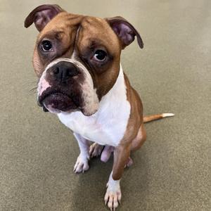 A brown and white Boxer dog sitting on a green carpet, looking up with its ears perked and tongue slightly out.
