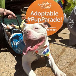 Butch, Pit Bull Terrier, young, available for adoption
