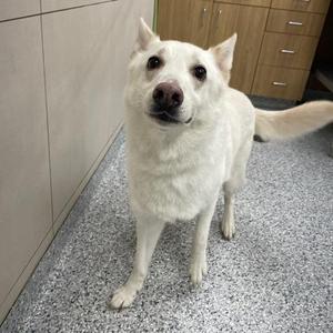 A white dog standing on a gray speckled floor, looking up with its ears perked and tail slightly raised.