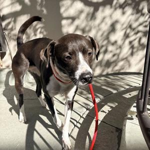 Charlie, Retriever, Labrador, adult, available for adoption