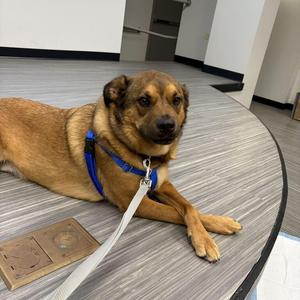 Euro, Mixed Breed, adult, available for adoption