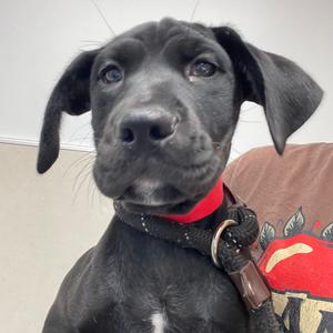 Violet, Mixed Breed (Medium), puppy, available for adoption