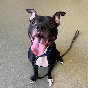 Atticus, American Bulldog / Pit Bull Terrier, adult, available for adoption