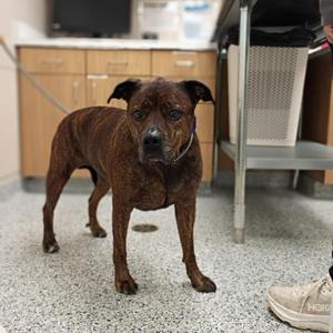 Hazel, Rottweiler / English Bulldog, adult, available for adoption