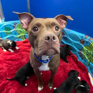 Quenepa, Terrier, American Pit Bull, adult, available for adoption
