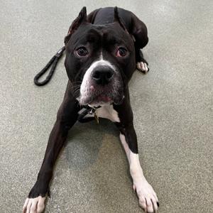 Bella, Terrier, Pit Bull, adult, available for adoption