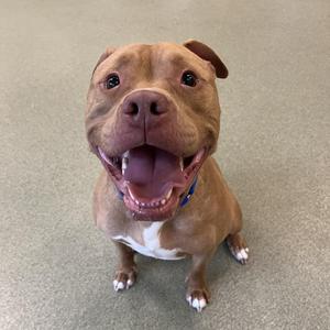 A happy brown dog with a white chest and paws, wearing a blue collar, sitting on a carpeted floor and looking up with its mouth open.