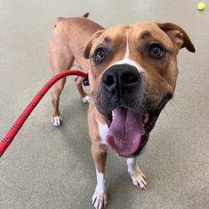Loki, Pit Bull Terrier, adult, available for adoption