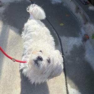 A fluffy white dog on a red leash standing on a concrete surface.