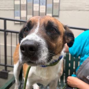 Ranger, Shepherd, adult, available for adoption