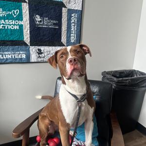A brown and white dog sitting on a chair with a leash on, in front of a quilt with various patches and a black trash can in the background.
