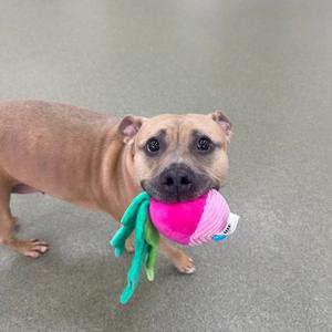 A brown dog holding a pink and green toy in its mouth.