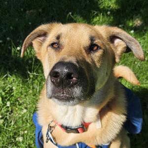 Boji, German Shepherd Dog, adult, available for adoption