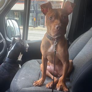 Ginger, Terrier, Pit Bull, adult, available for adoption