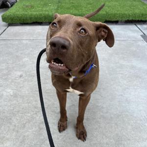Goose, Chocolate Labrador Retriever / Mixed Breed, adult, available for adoption