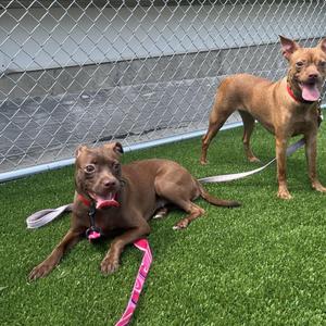 Priscilla, Boston Terrier / Chihuahua, young, available for adoption