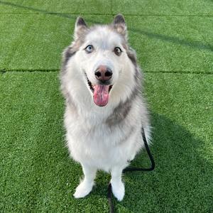 Caprice, Husky, Siberian, adult, available for adoption
