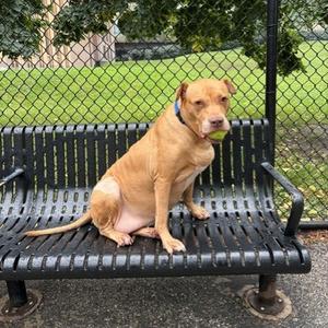 Diamond, Terrier, American Pit Bull, senior, available for adoption