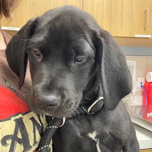Rhiannon, Mixed Breed (Medium), puppy, available for adoption