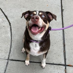 Enzo, Husky, Siberian, adult, available for adoption