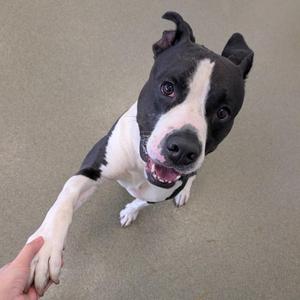 A black and white dog with a white stripe on its face is standing on a gray floor, looking up at the camera with its mouth open and tongue out. A person's hand is reaching out to touch the dog's paw.