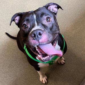 Bula, Terrier, American Pit Bull, senior, available for adoption