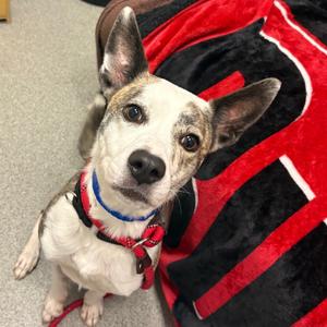 Hero, Mixed Breed (Medium), adult, available for adoption
