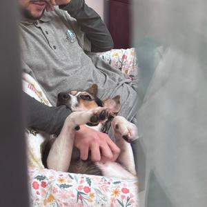 A dog lying on its back with its paws up, being petted by a person.
