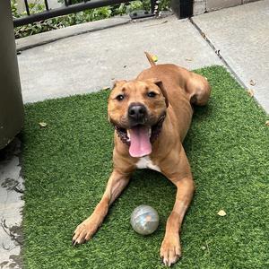 Oso, Terrier, American Pit Bull, adult, available for adoption