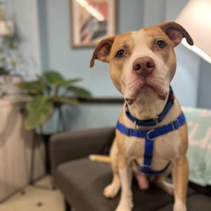 Jake, Pit Bull Terrier, adult, available for adoption
