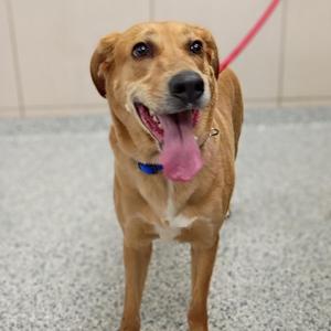 A brown dog with a pink tongue sticking out, wearing a blue collar and a red leash.