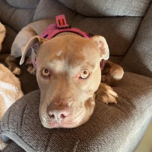Laila, Terrier, American Pit Bull, adult, available for adoption