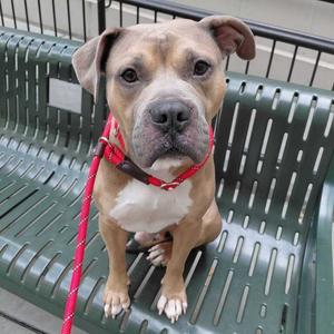 A brown and white dog with a red leash sitting on a green bench.