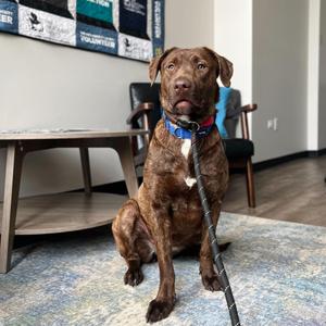 Hope, Chocolate Labrador Retriever / Mixed Breed, young, available for adoption