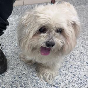 A small, fluffy white dog with a pink tongue sticking out, standing on a speckled floor.