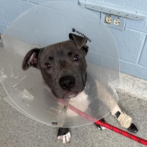 A black dog wearing a cone and a bandage on its leg, lying on the floor.