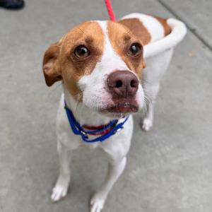 A brown and white dog wearing a blue collar and a red leash, looking up at the camera.
