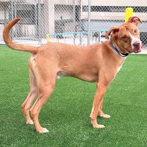 Buddy, Mixed Breed (Large), adult, available for adoption